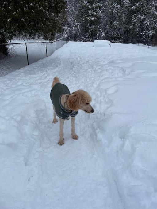 Private Cottage With Huge Private Dog Park! Barrys Bay 외부 사진