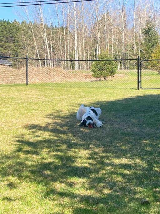 Private Cottage With Huge Private Dog Park! Barrys Bay 외부 사진